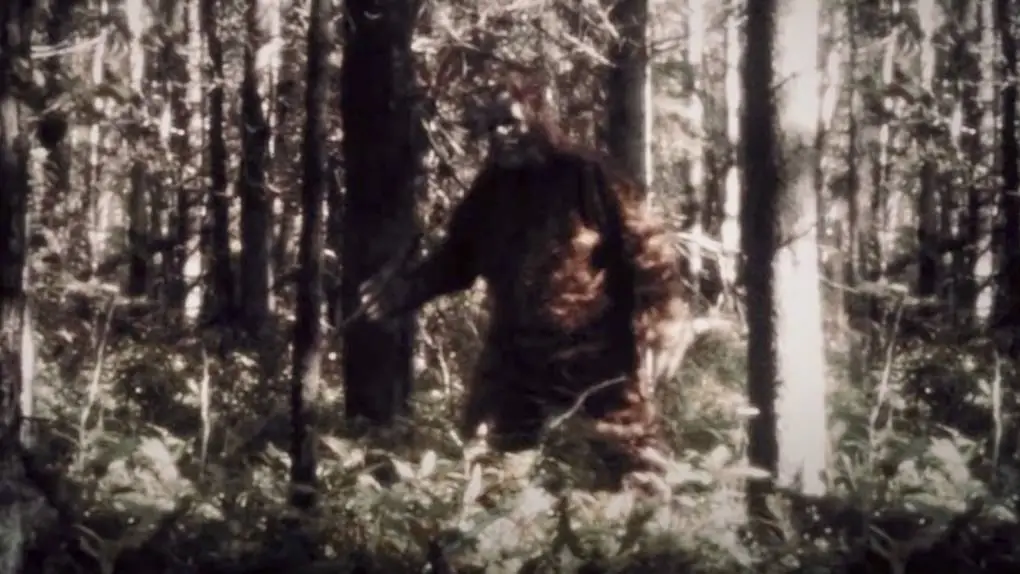 Saquatch footage